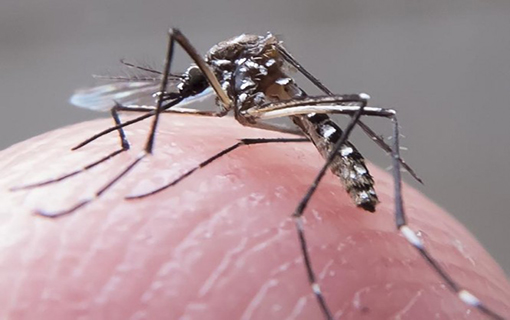 Deputados pedem articulação de Municípios para combate ao mosquito Aedes aegypti.