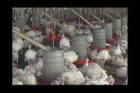 Governo torna regras contra gripe aviária mais rígidas.