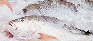 Prefeitura de Jardim de Piranhas vai distribuir cinco mil quilos de peixe na Semana Santa.