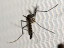 Semana de combate ao Aedes aegypti.